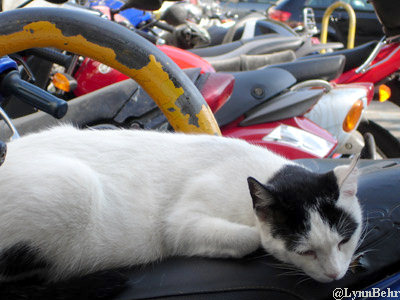 Cadiz Cat