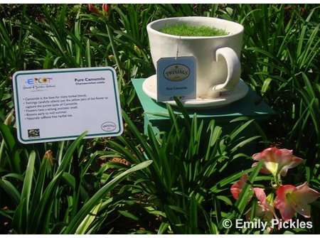 2009 EPCOT Flower & Garden Festival Tea Time