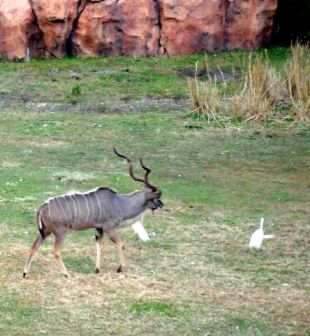 Animal Kingdom Lodge
