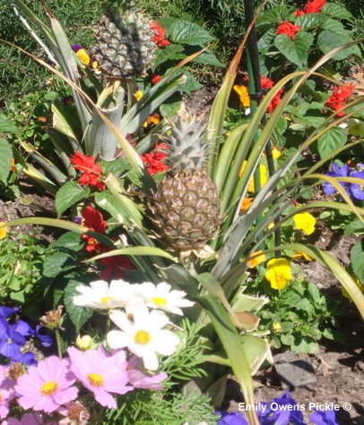 Epcot Flower and Garden Festival