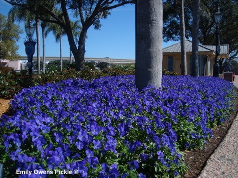 Epcot Flower and Garden Festival