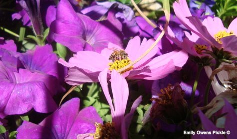 Epcot Flower and Garden Festival