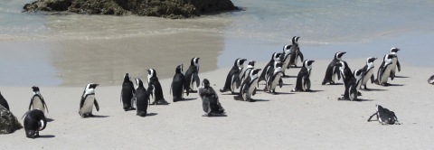 penguins