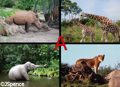 Which Picture Doesn't Belong #1 — The Answers - AllEars.Net