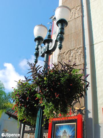 Hanging Basket