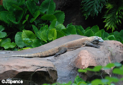 Komodo Dragon