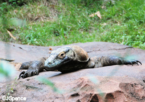 Komodo Dragon