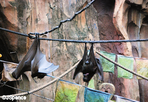 Giant Flying Fox