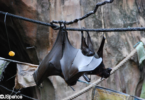 Giant Flying Fox