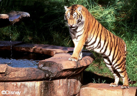 Tiger at Fountain