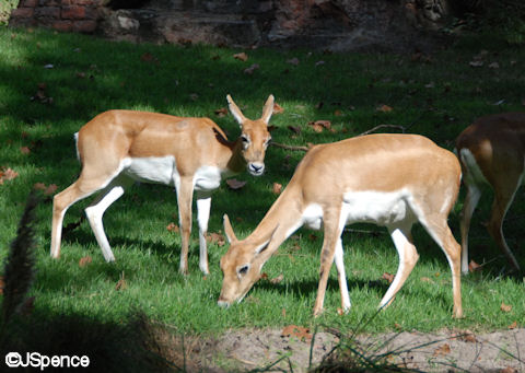 Blackbuck Antelope