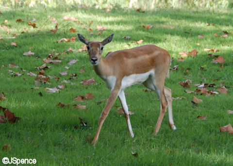 Blackbuck Antelope