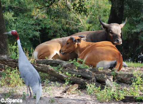 Banteng