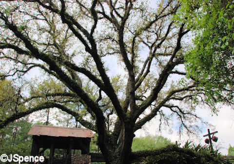 Giant Live Oak Tree