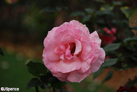 Barbara Bush Rose