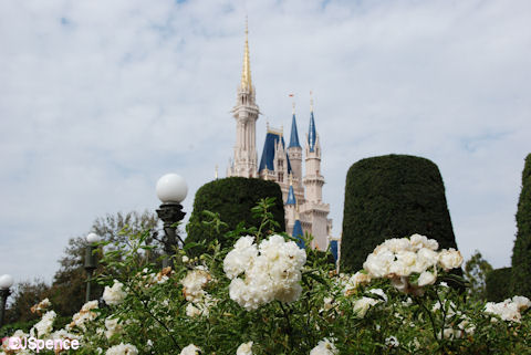 Artistic Rose & Castle Photograph