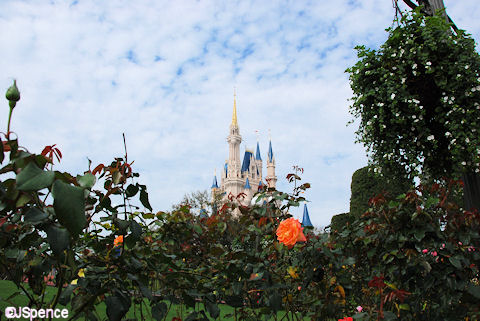 Artistic Rose & Castle Photograph