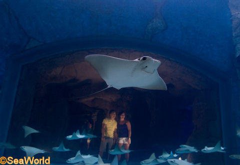 SeaWorld%20Manta%2007.jpg