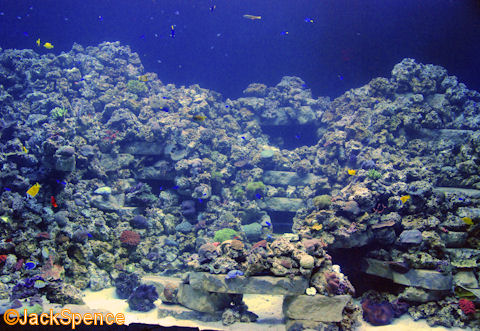 SeaWorld%20Manta%2008.jpg