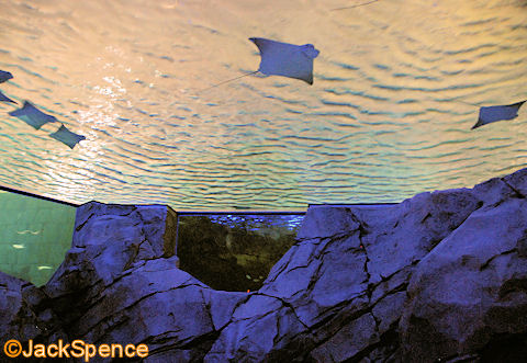 SeaWorld%20Manta%2009.jpg