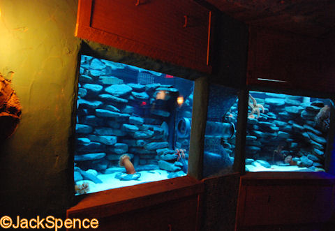 SeaWorld%20Manta%2010.jpg