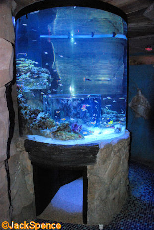 SeaWorld%20Manta%2012.jpg