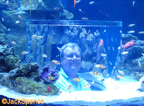 SeaWorld%20Manta%2013.jpg
