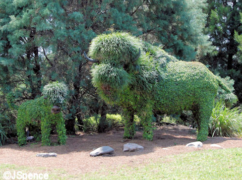 Buffalo Topiary