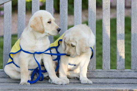 canine-companions-for-independence-puppies.jpg