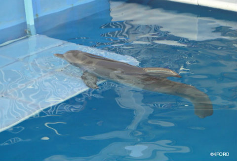 clearwater-marine-aquarium-winter-on-platform.jpg