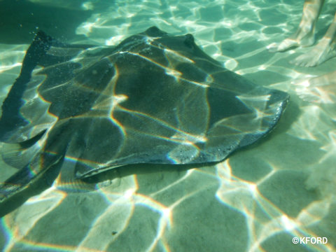 discovery-cove-grand-reef-sting-ray.jpg