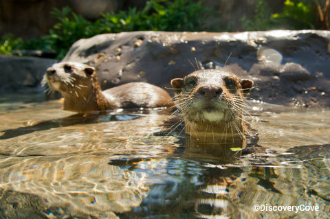 discovery-cove-otters.jpg
