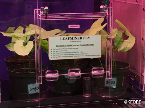 disney-epcot-behind-the-seeds-leafminer-fly.jpg