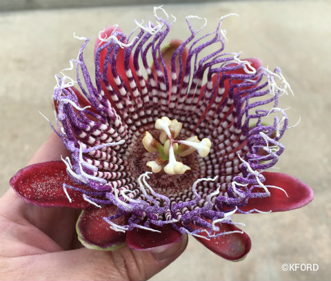disney-epcot-behind-the-seeds-passion-fruit-flower.jpg