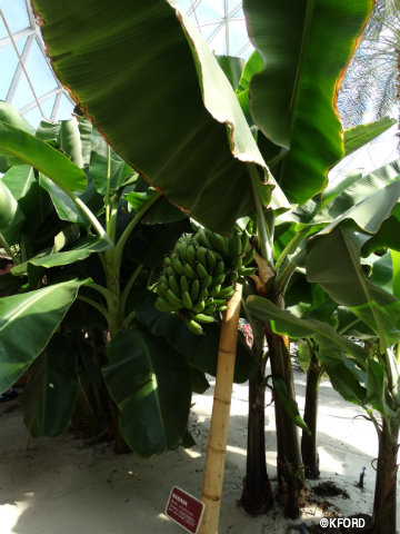 disney-epcot-behind-the-seeds-tour-banana-tree.jpg