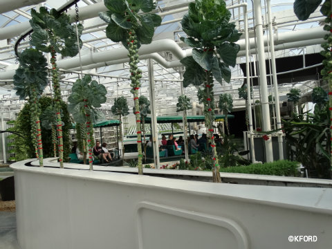 disney-epcot-behind-the-seeds-tour-hydroponics.jpg