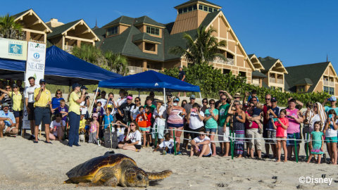 disney-vero-beach-tour-de-turtles-release.jpg