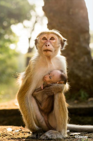 disneynature-monkey-kingdom-maya-kip.jpg