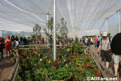 epcot-flower-garden-festival-inside-butterfly-tent.jpg