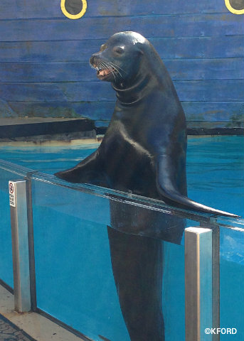 seaworld-clyde-and-seamore-sea-lion.jpg
