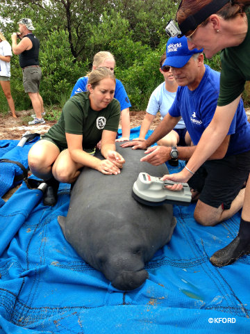 seaworld-manatee-release-checkup.jpg