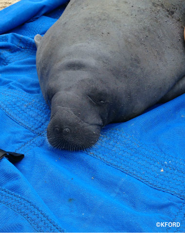 seaworld-manatee-release-close-up.jpg