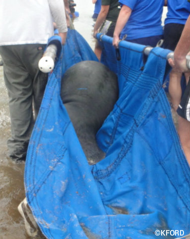 seaworld-manatee-release-one-on-stretcher.jpg