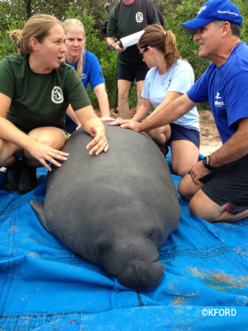 seaworld-manatee-release-pedro-working.jpg