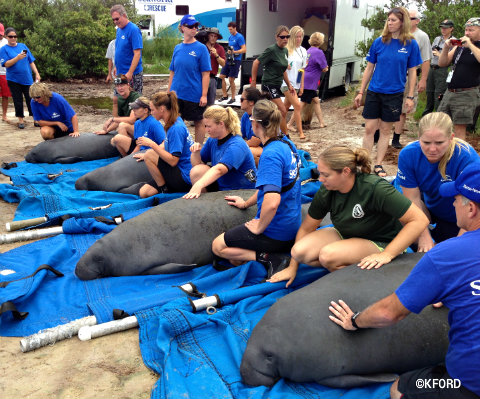 seaworld-manatee-release-quartet.jpg