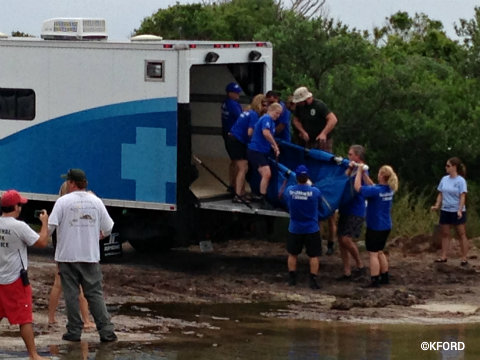 seaworld-manatee-release-unloading-truck.jpg