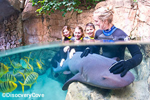 seaworld-orlando-disocvery-cove-shark-swim-interaction.jpg