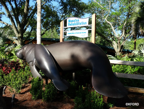 seaworld-orlando-manatee-rehabilitation-area.jpg