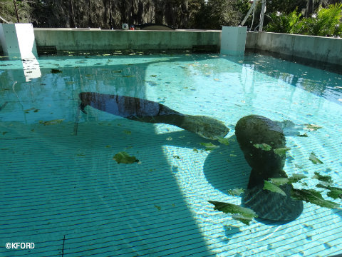 seaworld-orlando-manatee-rehabilitation-pool.jpg