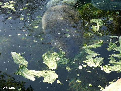 seaworld-orlando-orphaned-manatee.jpg